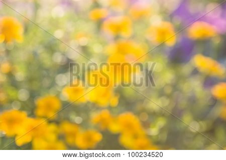 Blurred abstract background flower field