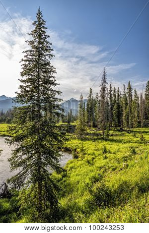 Tall Pine Tree On Bank Of Colorado River