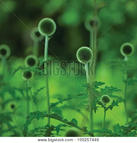 Globe Thistle Echinops Sphaerocephalus, Young Fresh Green Thorny Thistles, Large Detailed Plants