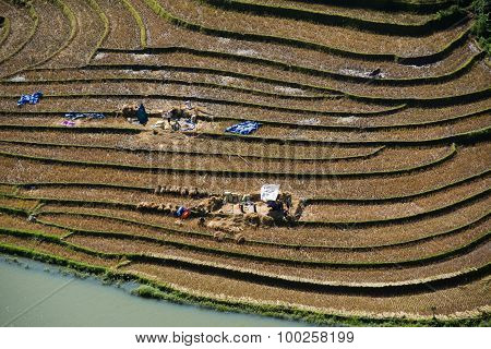 Farmers harvest in terraced rice field