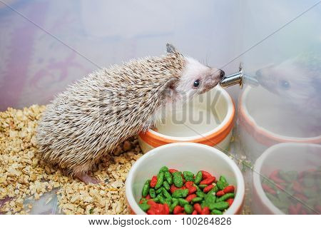 Cute Brown Hedgehog Drinking Water