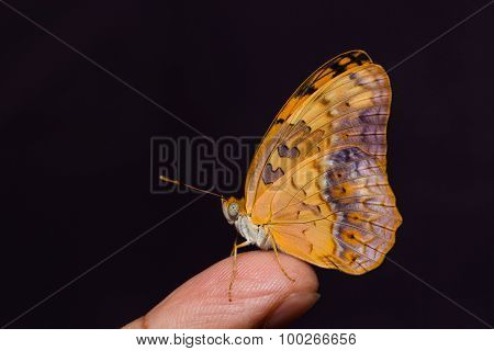 Common Leopard Butterfly