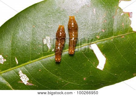 Young Banded Swallowtail Caterpillars