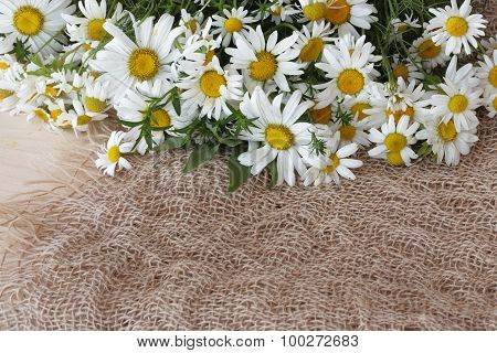 Bouquet of daisies