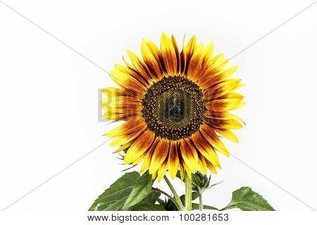 Ornament Sunflower.