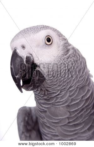 Grigio africano