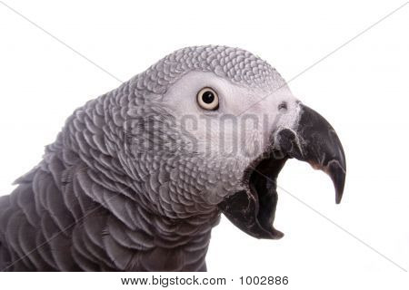 Squawk!