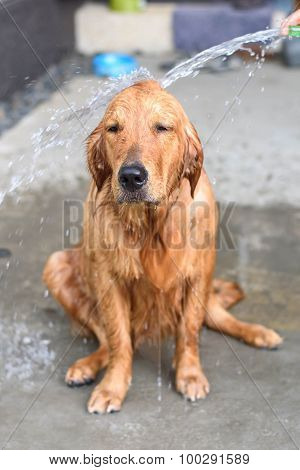 Golden Retriever Gets A Bath