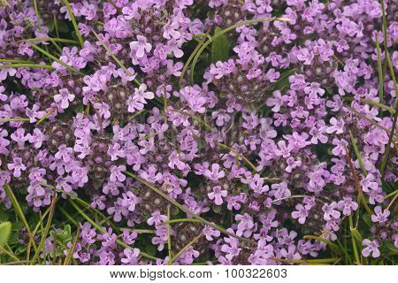 Wild Thyme