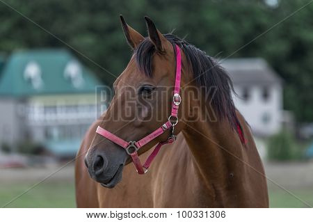 Portrait of nice quarter horse