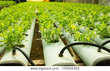 Arugula Plants Growing In Hydroponic Culture