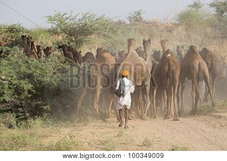 Indian Men Attended The Annual Pushkar Camel Mela