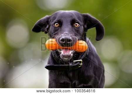 Mixed Breed Dog Outdoors In Nature