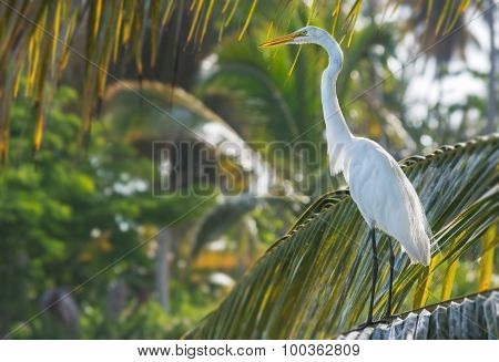 White egret, Dominican Republic