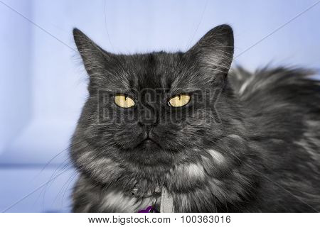 Annoyed Cat