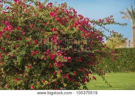 Branches Of Flowers Pink Bougainvillea