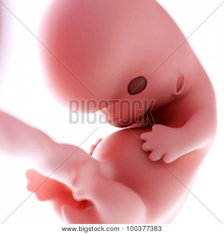 medically accurate illustration of a fetus week 8