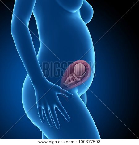pregnant woman with visible fetus - week 25