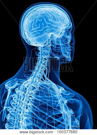 medically accurate illustration of the cervical nerves