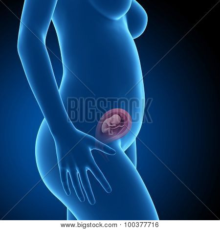 pregnant woman with visible fetus - week 20