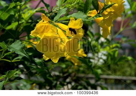 Yellow Flowers