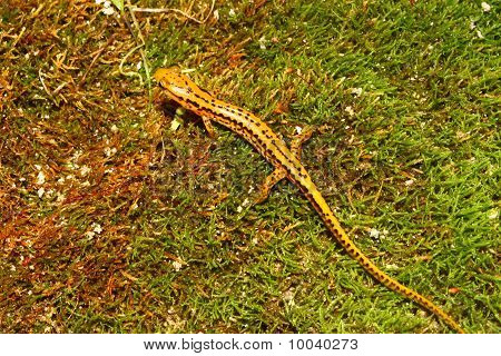 Langhalede Salamander (Eurycea longicauda)