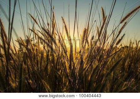 Pennisetum Flower