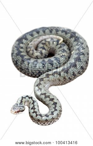 Common Adder Isolated On White