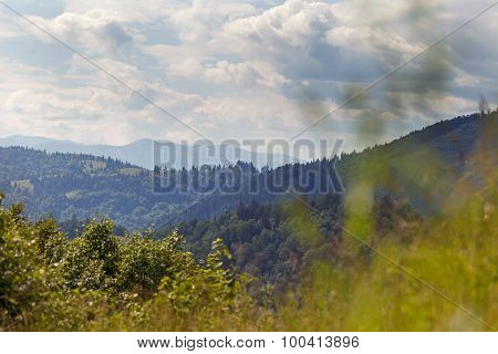 Carpathian forest in sunny day. Ukraine. Nature