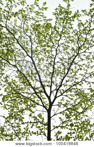 Tree Leaf