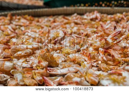 Small Shrimp