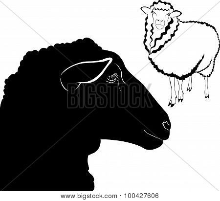 sheep