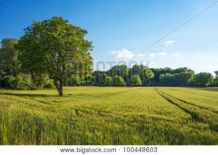 Tree, Field, Meadow - Rural Nature Landscape
