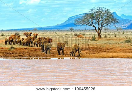 Elephants Tsavo East