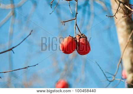 Kaki fruit in the tree