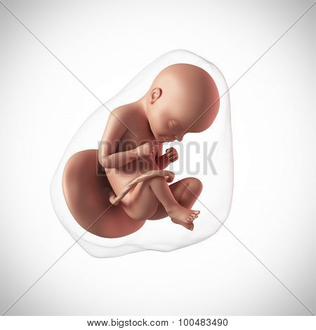 weekly development of a human fetus - week 29