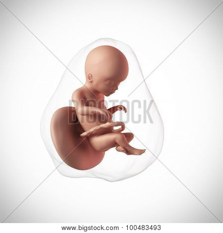 weekly development of a human fetus - week 20