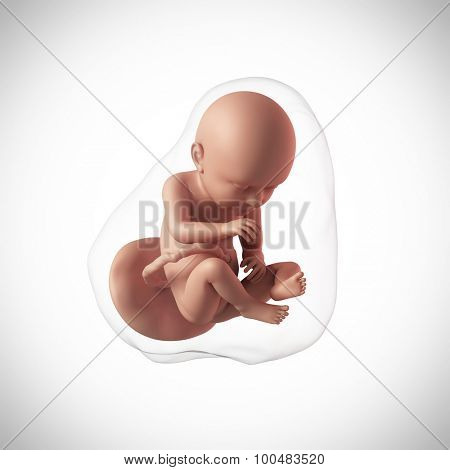 weekly development of a human fetus - week 37