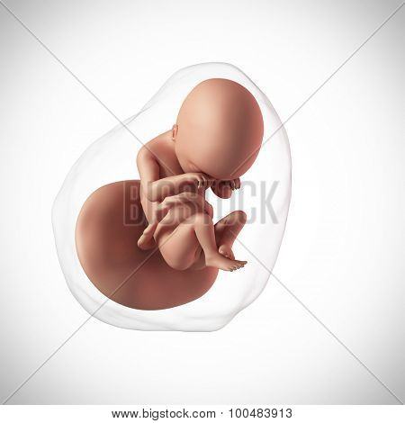 weekly development of a human fetus - week 19