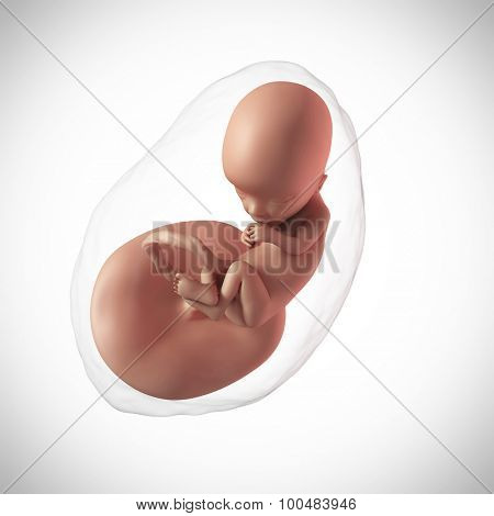 weekly development of a human fetus - week 13