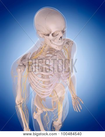 medically accurate illustration - nerves of the  upper body