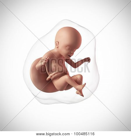 weekly development of a human fetus - week 23