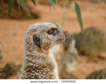 Meercat