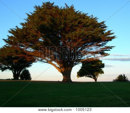 Alberi