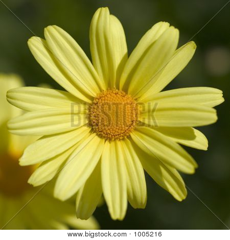 Fiore giallo