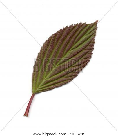 Foglia verde/rosso