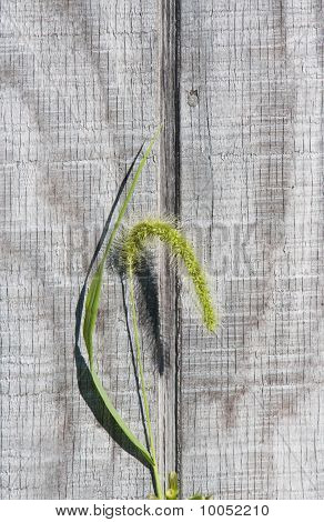 Elegante Foxtail, wanneer Is A onkruid niet een onkruid