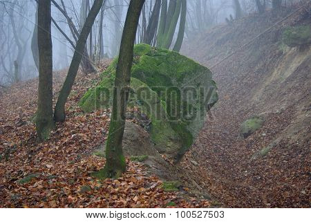 Mist in the woods.