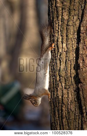 Squirrel runs down on tree trunk