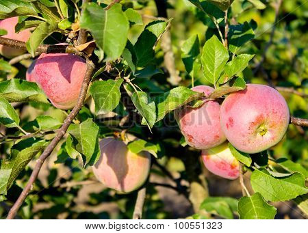 Growing Red Apples On A Tree.